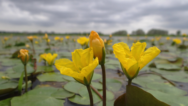 Watergentiaan-associatie