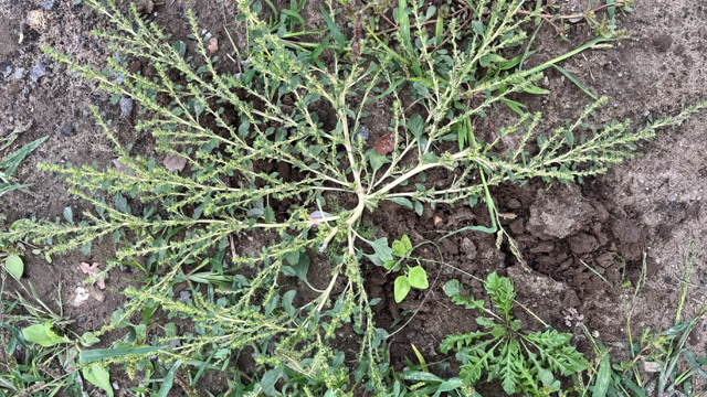Witte amarant - Amaranthus albus