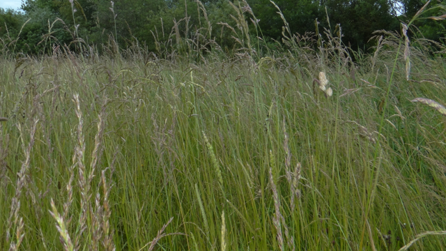 Beemdlangbloem - Schedonorus pratensis