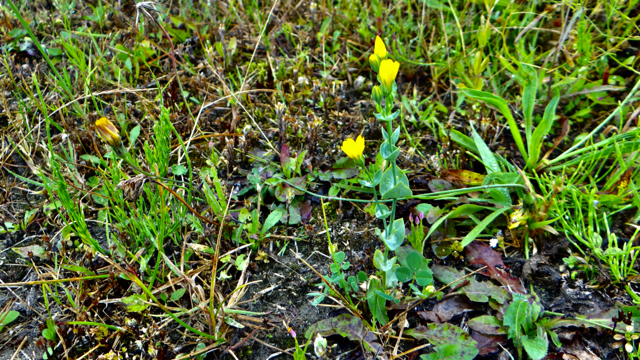 Bitterling - Blackstonia perfoliata