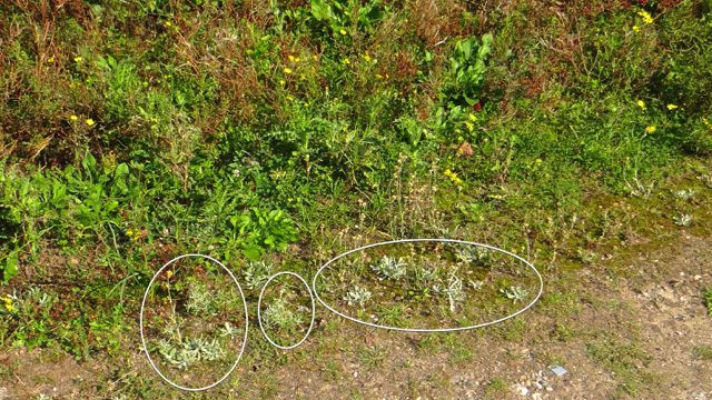 Bleekgele droogbloem - Gnaphalium luteo-album
