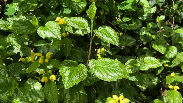 Bonte gele dovenetel - Lamiastrum galeobdolon cv. 'Florentinum'