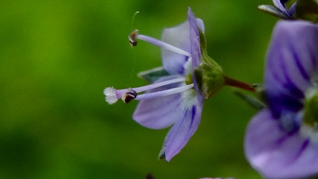 Blauwe waterereprijs - Veronica anagallis-aquatica