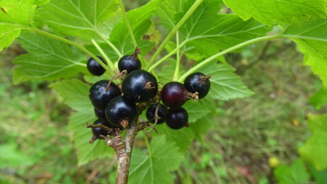 Zwarte bes - Ribes nigrum