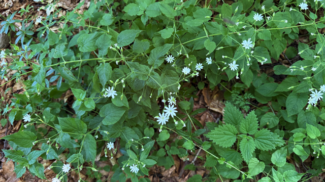 Bosmuur - Stellaria nemorum