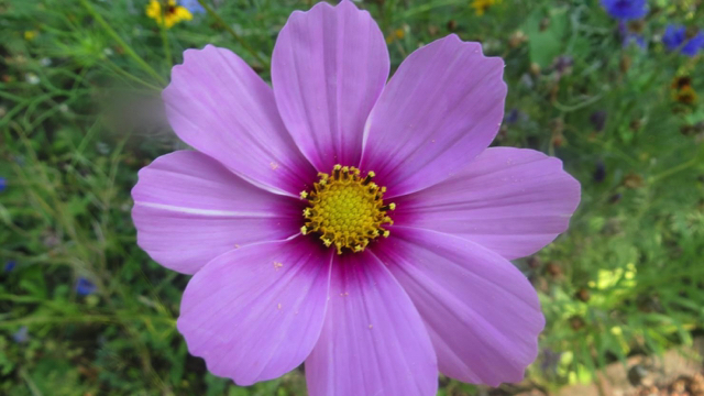 Cosmos - Cosmos bipinnatus