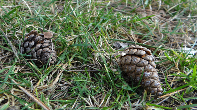 Corsicaanse den - Pinus nigra v. laricio