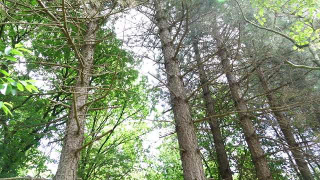 Zwarte den - Pinus nigra