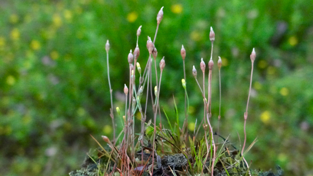 Draadgentiaan - Cicendia filiformis