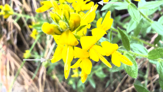 Duitse brem - Genista germanica