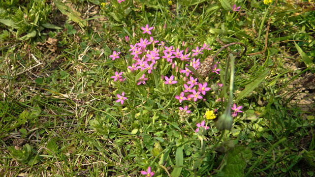 Fraai duizendguldenkruid - Centaurium pulchellum