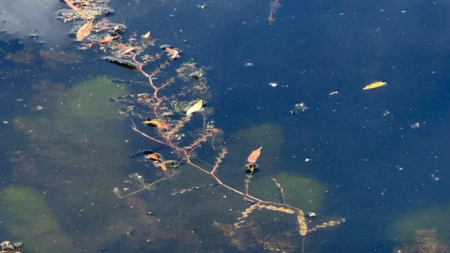 Gekroesd fonteinkruid - Potamogeton crispus