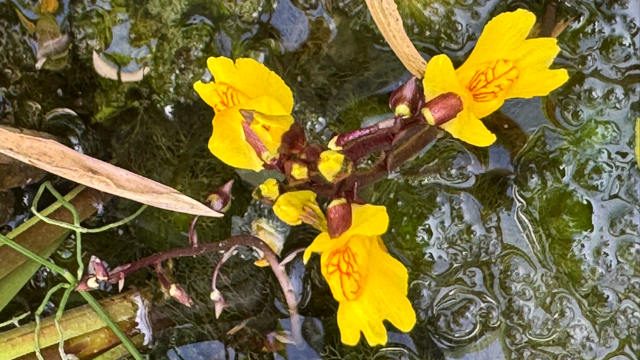 Groot blaasjeskruid - Utricularia vulgaris