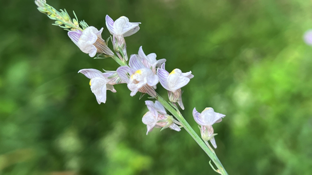 Gestreepte leeuwenbek - Linaria repens