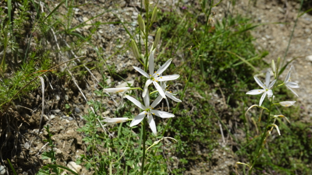 Grote graslelie - Anthericum liliago