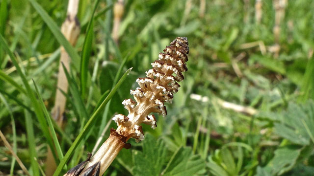 Heermoes - Equisetum arvense