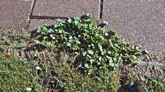 Klein kaasjeskruid - Malva neglecta