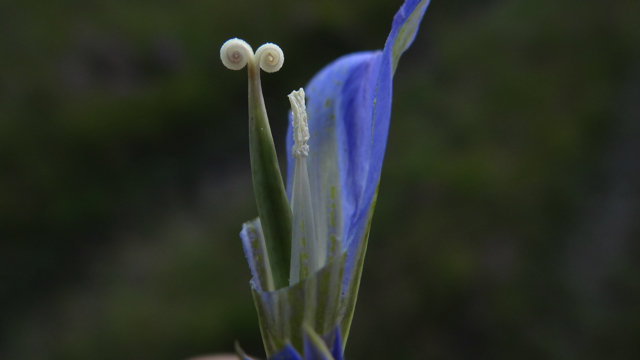 Klokjesgentiaan - Gentiana pneumonanthe