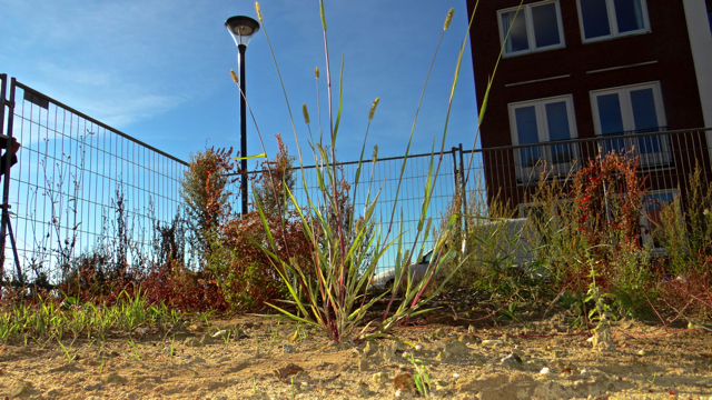 Kransnaaldaar - Setaria verticillata