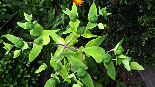Kruisbladige wolfsmelk - Euphorbia lathyrus