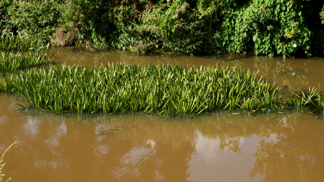 Krabbenscheer - Stratiotes aloides