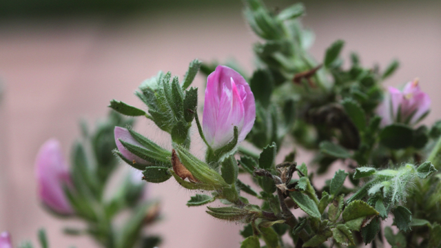 Kruipend stalkruid - Ononis spinosa s. procurrens
