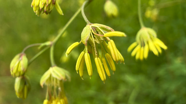 Kleine ruit - Thalictrum minus