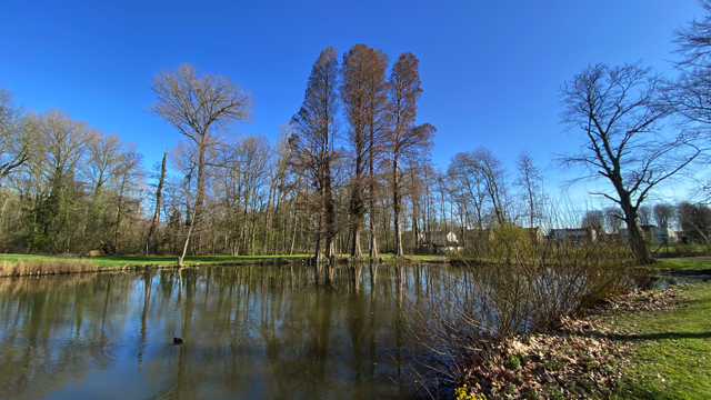 Moerascipres - Taxodium distichum