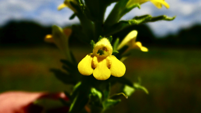 Kleverige ogentroost - Parentucellia viscosa