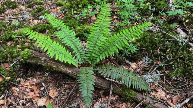 Stijve naaldvaren - Polystichum aculeatum