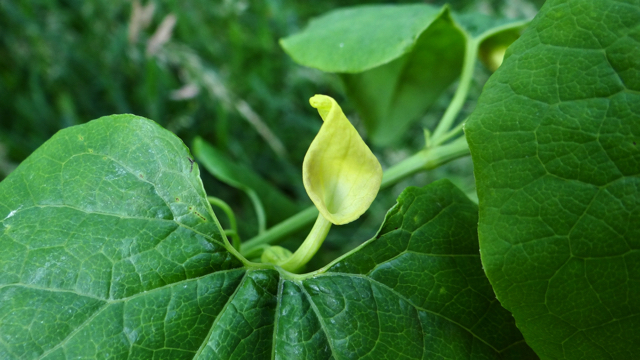 Pijpbloem - Aristolochia clematitis