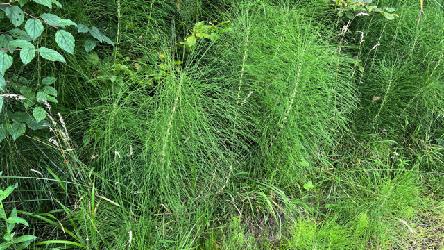 Reuzenpaardenstaart - Equisetum telmateia