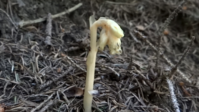 Stofzaad - Monotropa hypopitys