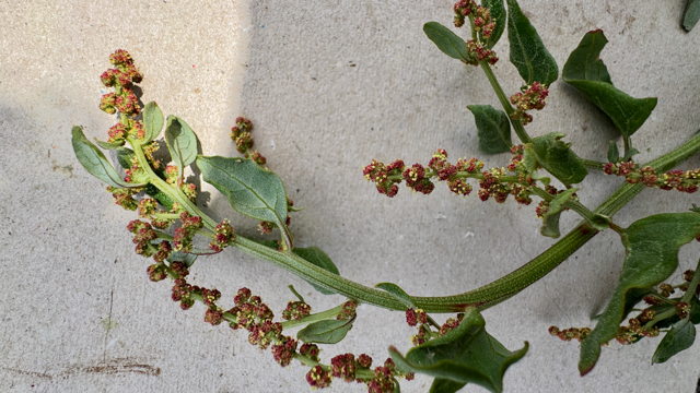 Spiesleeuwenbek - Kickxia elatine