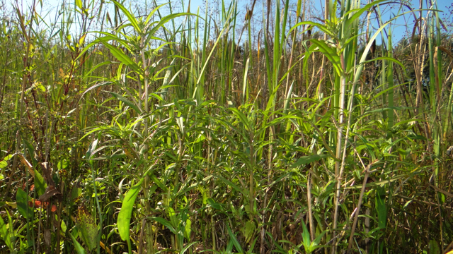Knikkend tandzaad - Bidens cernua
