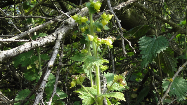 Voorjaarshelmkruid - Scrophularia vernalis