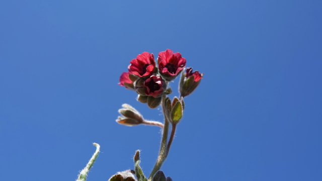 Veldhondstong - Cynoglossum officinale