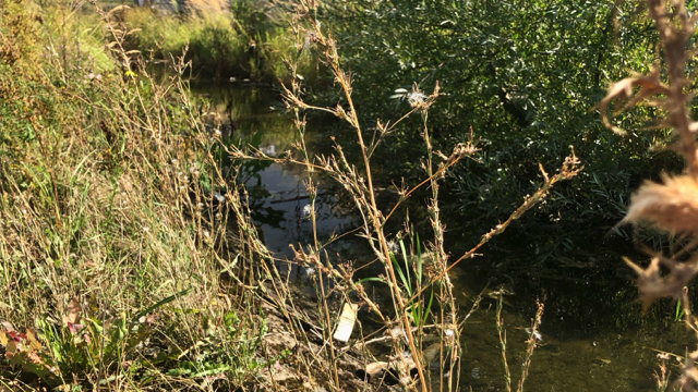 Wilgsla - Lactuca saligna