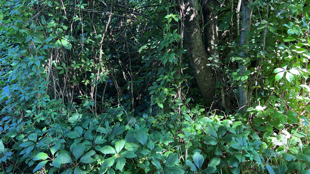 Valse wingerd - Parthenocissus inserta