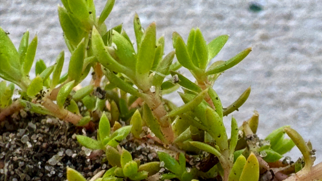 Watercrassula - Crassula helmsii