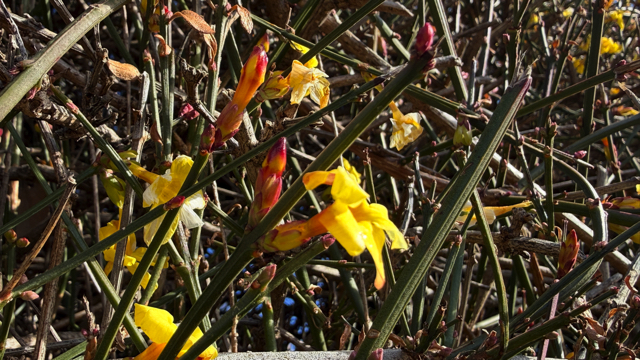 Winterjasmijn - Jasminum nudiflorum