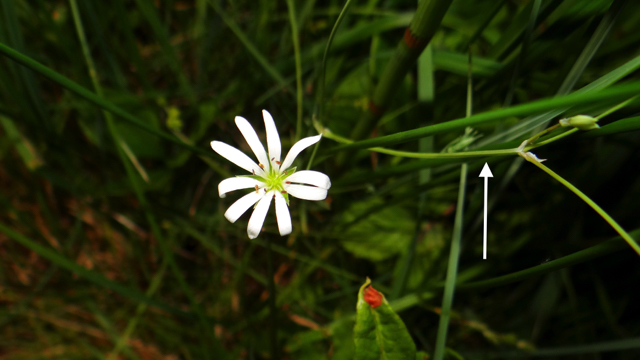 Zeegroene muur - Stellaria palustris
