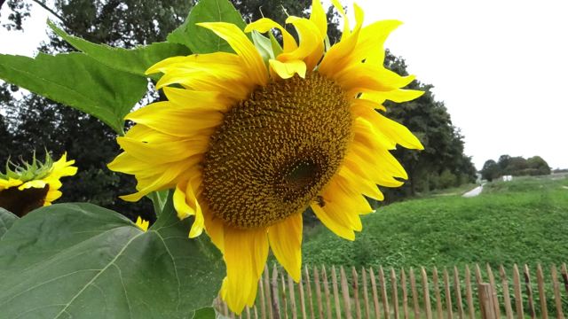 Zonnebloem - Helianthus annuus