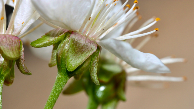 Zure kers - Prunus cerasus
