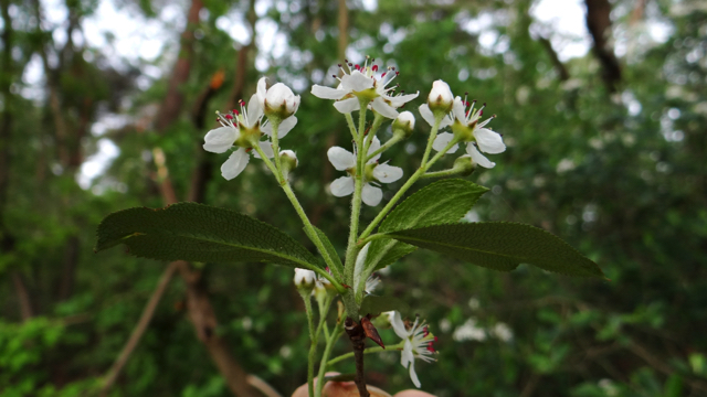 Zwarte appelbes - Aronia x prunifolia