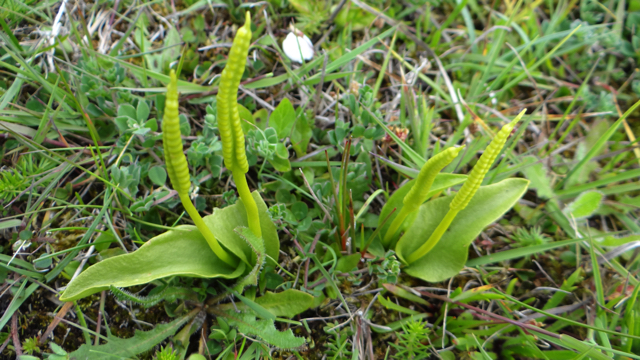 Addertong - Ophioglossum vulgatum