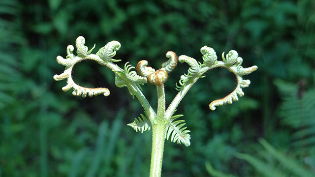 Adelaarsvaren - Pteridium aquilinum