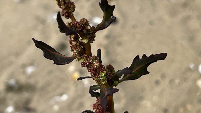 Stippelganzenvoet - Chenopodium ficifolium
