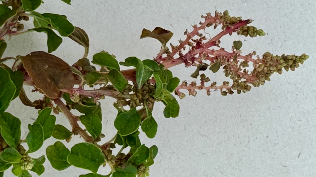 Kleine majer - Amaranthus blitum