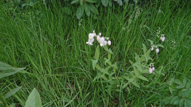 Blaassilene - Silene vulgaris